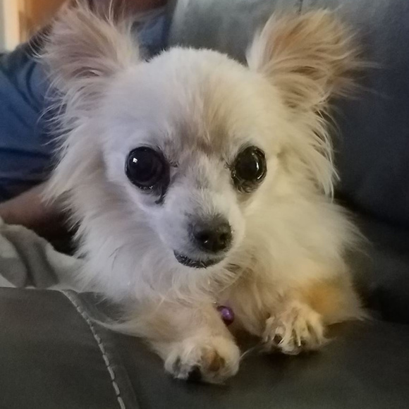 Liliana Leather/Faux Suede HEEL 7 $79 🐾 - Picture 7 of 10